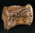 Hadrosaur Vertebra - Two Medicine Formation #14735-1